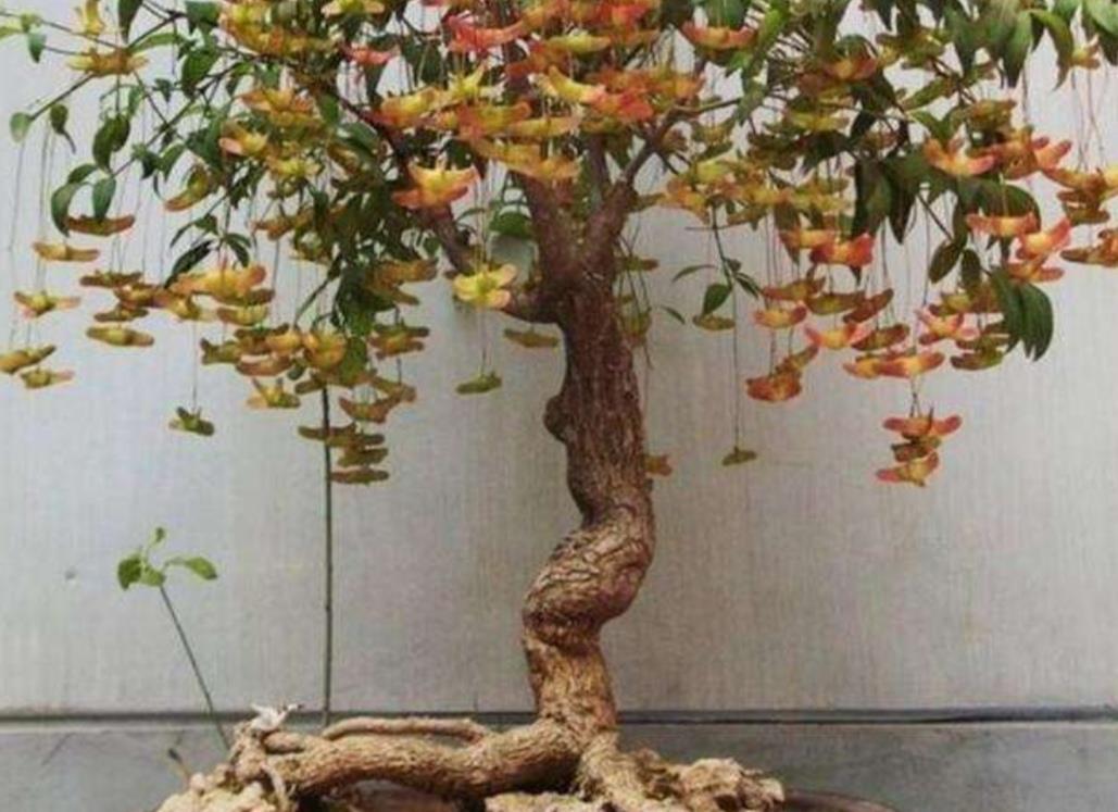  『金丝吊蝴蝶』1种漂亮的植物，俗称“摇钱树”，枝头挂满美丽的“小蝴蝶”