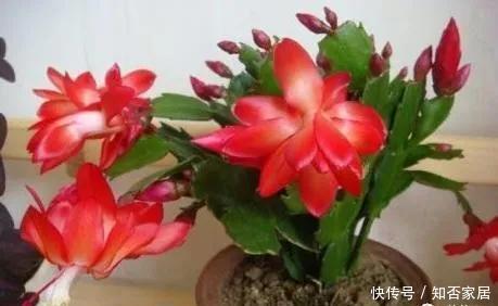 不好|养蟹爪兰做好“三点”,叶肥根壮,开花爆盆,“养不好”已成过去