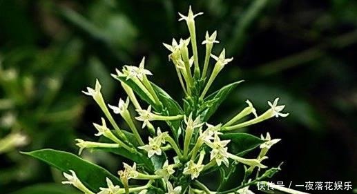 『小区』这些植物几十年不开花,一开花全小区都来参观,你见过没