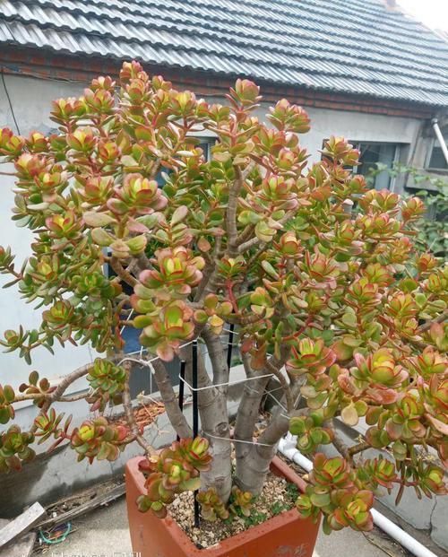  放在散射光好的地方■养了20年的玉树，杆子比大腿还粗，满树白花跟下雪了一样
