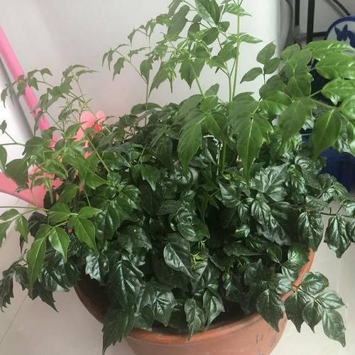 #新居#装修新居有甲醛?摆放几盆绿植,来个“花”样杀毒!安全住新房