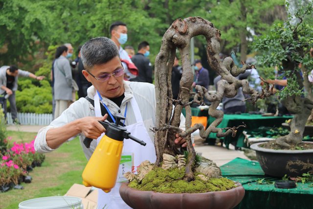  [市级]32位盆景师南山现场赛艺角逐市级盆景大师殊荣