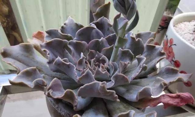  『扦插』5种“生根水，辅助植物扦插，增加“成活率”，半个月一盆变多盆