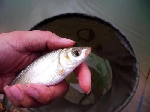 nbbrs_此鱼2两左右的最好吃,嘴巴属于天包地,非常考验钓鱼人的技术