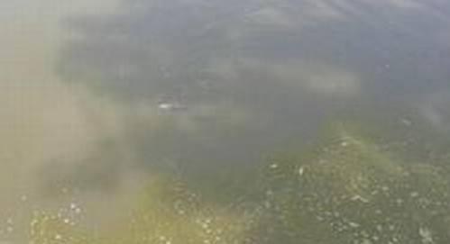  杂物落水@春季鱼儿习性较特殊,野钓时打窝需要注意两点技巧