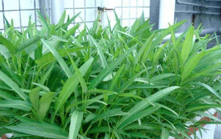  上桌■“4种菜”种阳台，长得飞快，20天就上桌，种一盆收获多又漂亮！