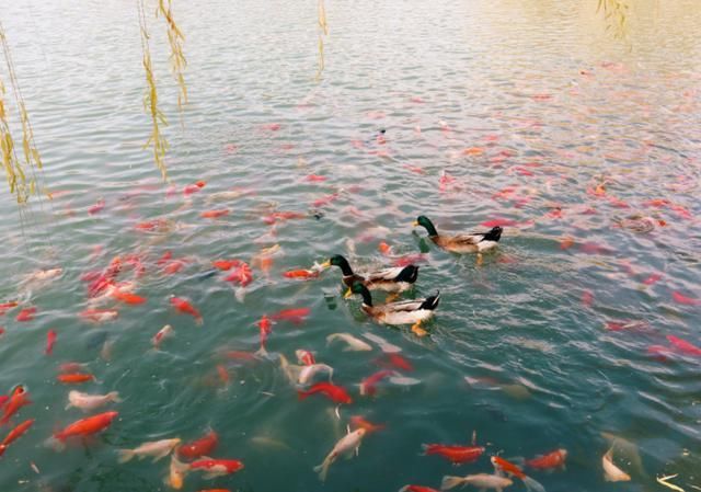 济南的泉水都是从哪里来的？这条老街上，家家都有泉