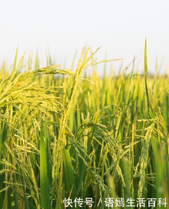  #麦苗#农村老话：秋分前十天不早，秋分后十天不晚，说的是什么