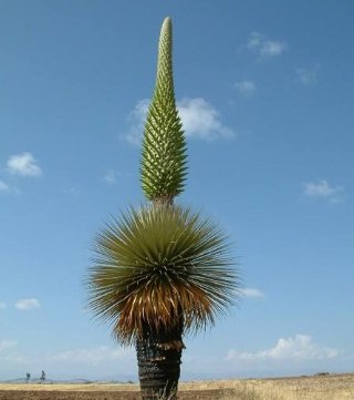 【裹起来】世界上各种“奇怪”的植物树叶,有的叶子大到连马匹都能裹起来!