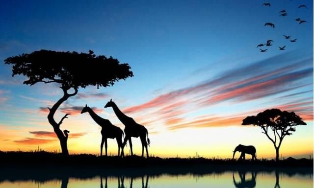 饱含了非洲、印度异域风情格调的音乐元素带你走进野蜂的世界之旅