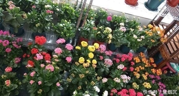 【扦插】现在扦插“2种花”,生根就“疯长”,一开200天,开花就爆盆