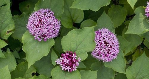  #路旁#农村路旁的一种“野花”，闻起来奇怪，农民被当作杂草扔