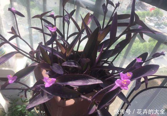  [开花]养花就选紫竹梅，好养易爆盆，叶子比花还要美！