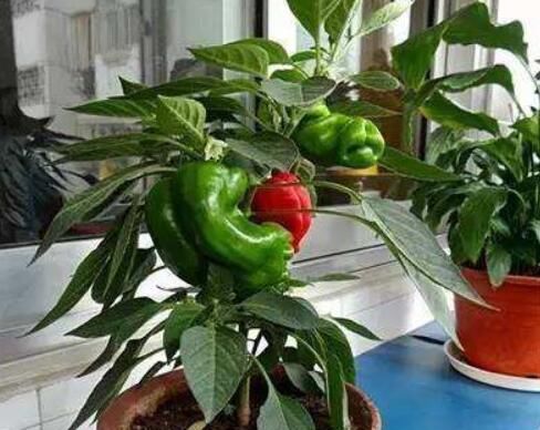  『辣椒』这3种东西，从厨房拿出来，种到阳台上，吃都吃不完