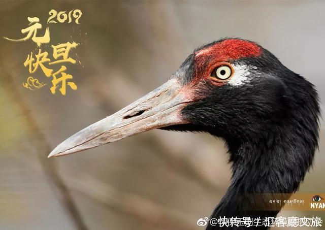 “天神后花园”“自驾游天堂”年保玉则，关闭的第520天……