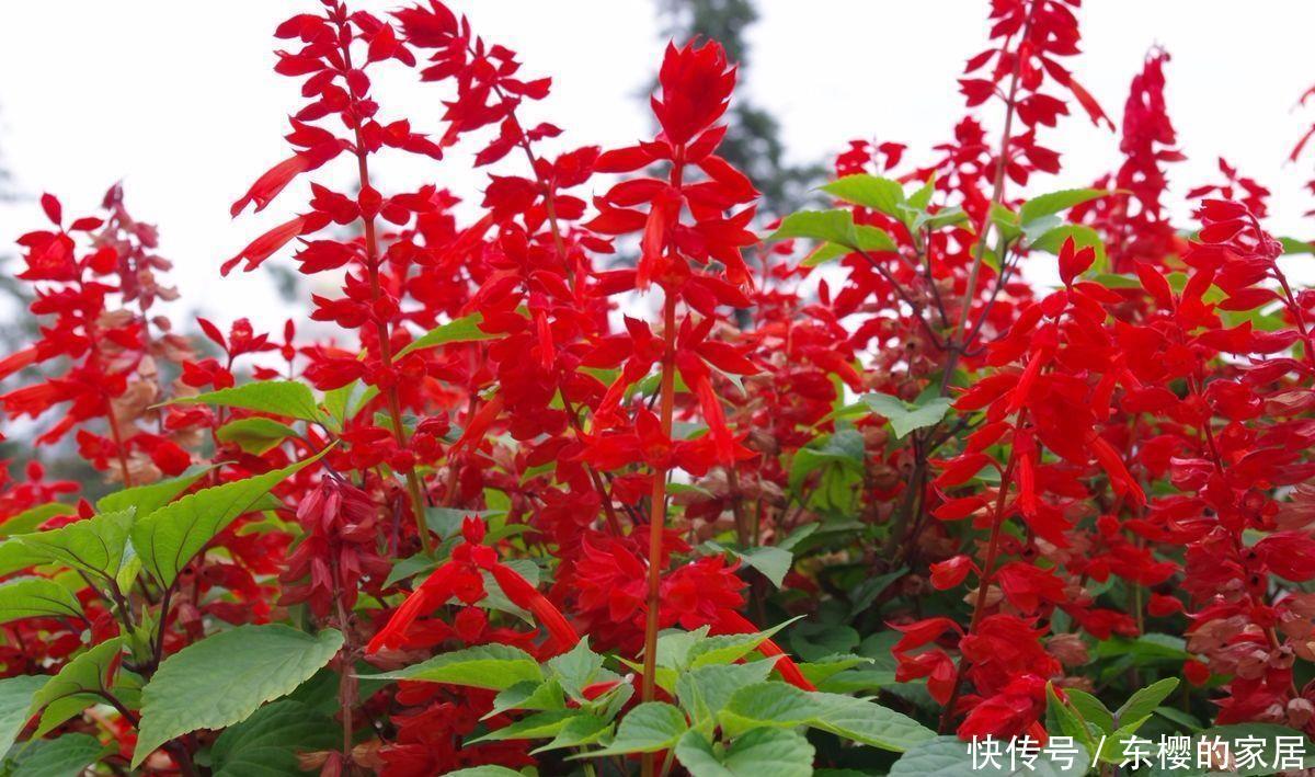  「喜欢」喜欢在家中养护花卉，就选3种花卉，开花量大，花期长，开花爆盆