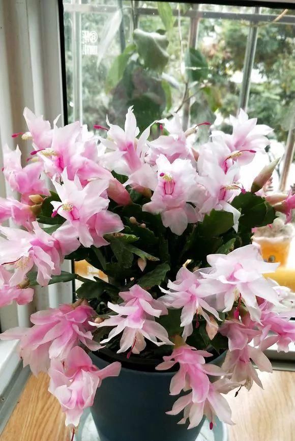  家里■这6种花,碰掉的叶片都能长出一盆,实在太好养,家里必须放一盆