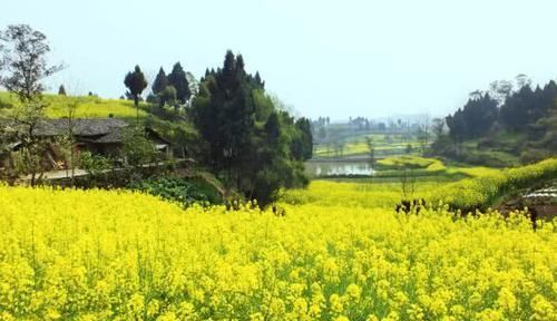  [厉害]油菜花开一片香，青山绿水钓鱼忙，这里的野鲫鳞甲金黄，板得厉害