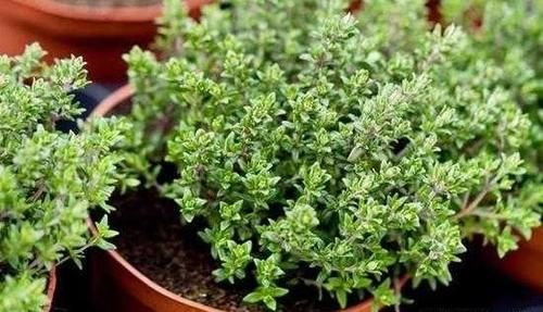  『常见的调味』这6种香草植物，阳台盆栽上几盆，清新又养眼，还能当调料！