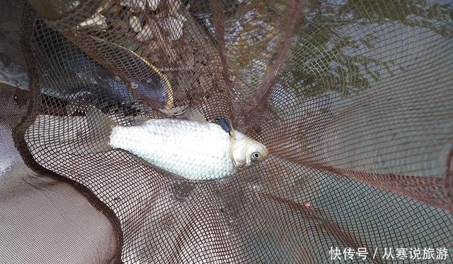 『套路』老钓友钓鱼套路“曝光”,无论新手还是老手,照做爆护很轻松