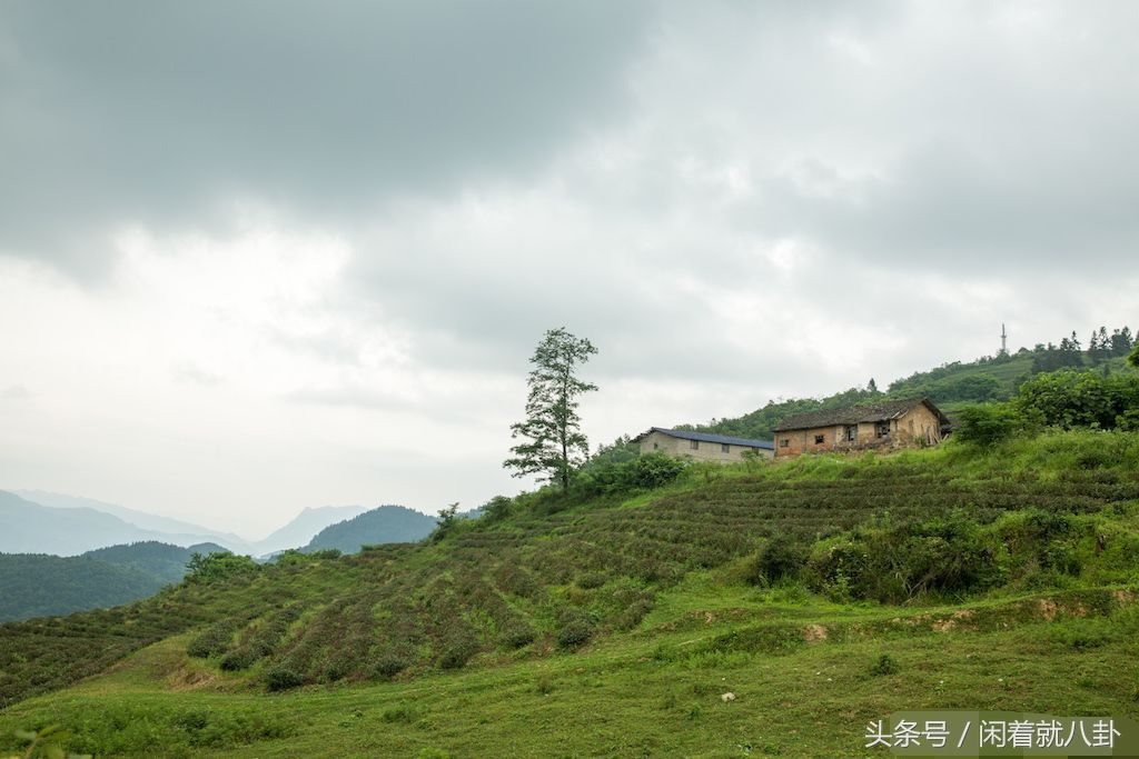 国营茶场废弃后，老人带2条狗住百套危房，坐悬崖边对着县城发呆