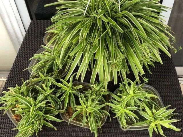  「图片作者」10种花，春天不能晒，躲屋里最安全！