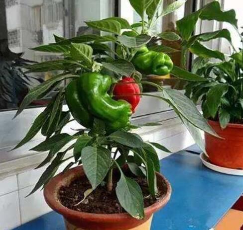  「选择」美味小辣椒，阳台种菜好选择！盆栽上几盆，好看又好吃！
