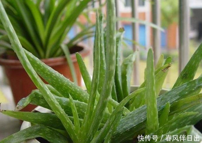 『铁线蕨』养花就养这几款,一年四季开花不断,花大色艳很漂亮,谁养谁爱