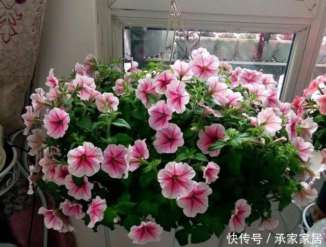  保活：养花小技巧：养花全靠1句话，100%保活！