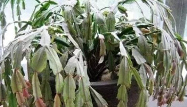  [油绿]夏天蟹爪兰叶片“犯蔫”，做好3点，安稳度夏，叶片油绿，花朵多