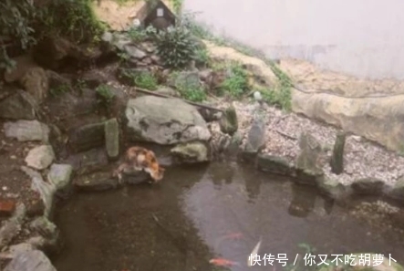 为何刚挖好的水池，过一段时间之后就会长出鱼？今天终于知道了