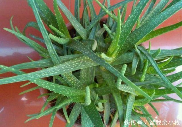 品种|芦荟就养这个品种,半年就能爆崽无数,还能美容养颜!