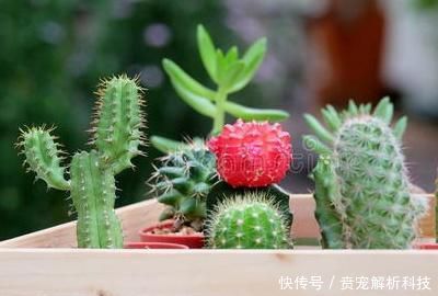 『碱性』仙人掌是酸性还是碱性
