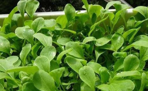  『蔬菜』常见12种蔬菜阳台种植教程，看完又能省下一笔钱啦！