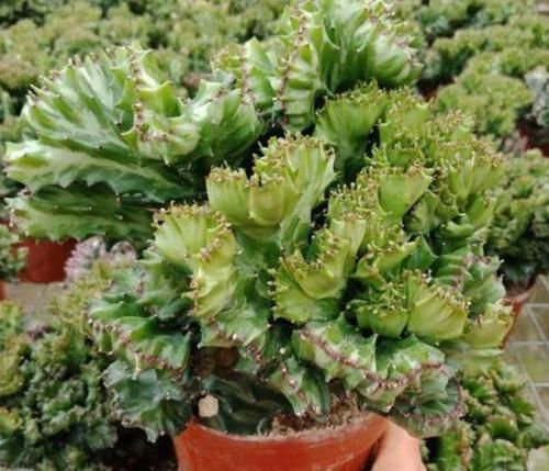  #玉麒麟#客厅盆栽选什么？这2种花，虽然长得丑，但好养易活，还能改善环境