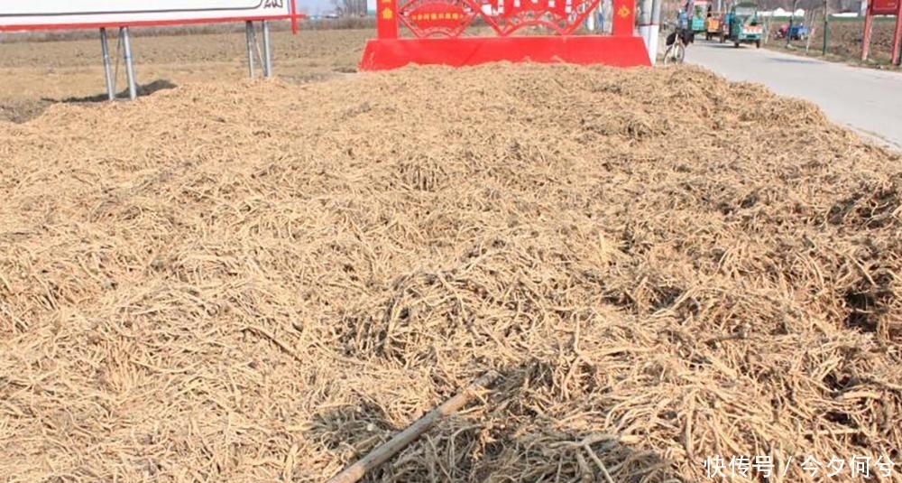  #利润#亩利润5千，家家户户不种粮，如今田里堆成小山，种植户：