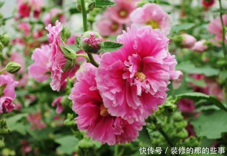  「光照」喜欢在家中养护漂亮的花卉，就选择开花量繁多，花色绚丽的花卉养