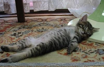 【睡姿】本以为只有小奶猫的睡姿怪，没想到大猫的睡姿更奇怪
