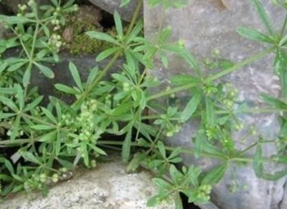  墙角：农民口中的神仙草是长在墙角里的野草，是治疗癌症的重要