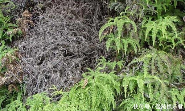 这种杂草在农村很常见 通常把它当作柴火用，殊不知它的用途很广