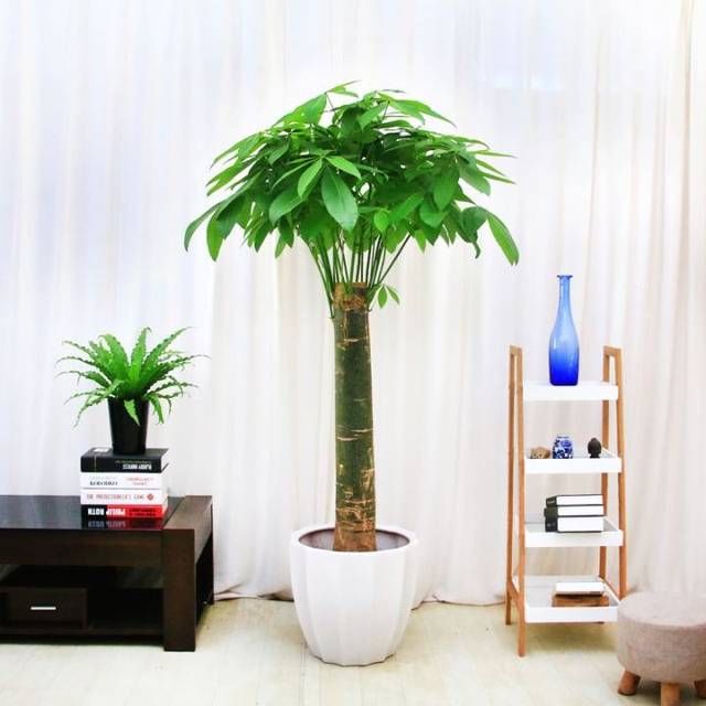  『养护』发财树寓意美好，春季养护应该注意这些