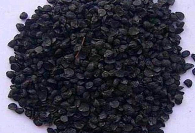 「韭菜花」阳台用韭菜盆栽,一年可收获一次。这种花也可以做成韭菜花,味道鲜美