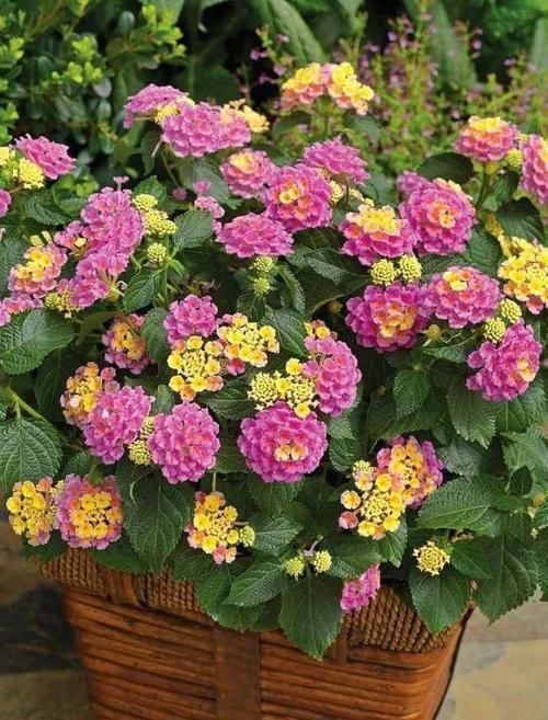  「室内」这些特耐旱的盆栽植物，养室内干旱几周都不会挂