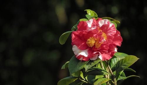  『时间久』茶花“花苞大”，北方家里养茶花为什么容易死？
