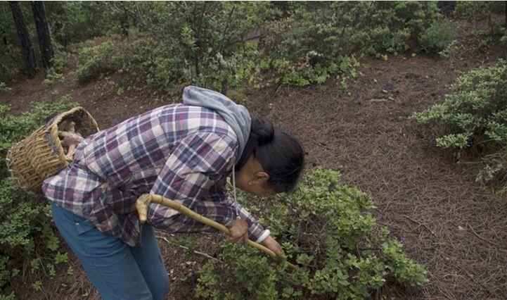 农村姑娘凌晨抹黑上山找“宝贝”，一斤一千块，一天采半斤足矣