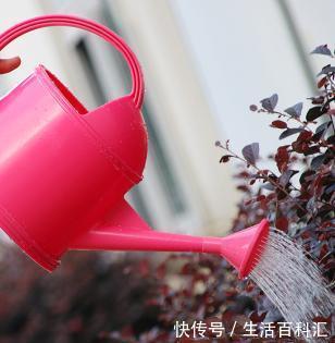  [养花]家庭养花如何浇水？注意3个“细节”，根系壮，开花多，植株旺