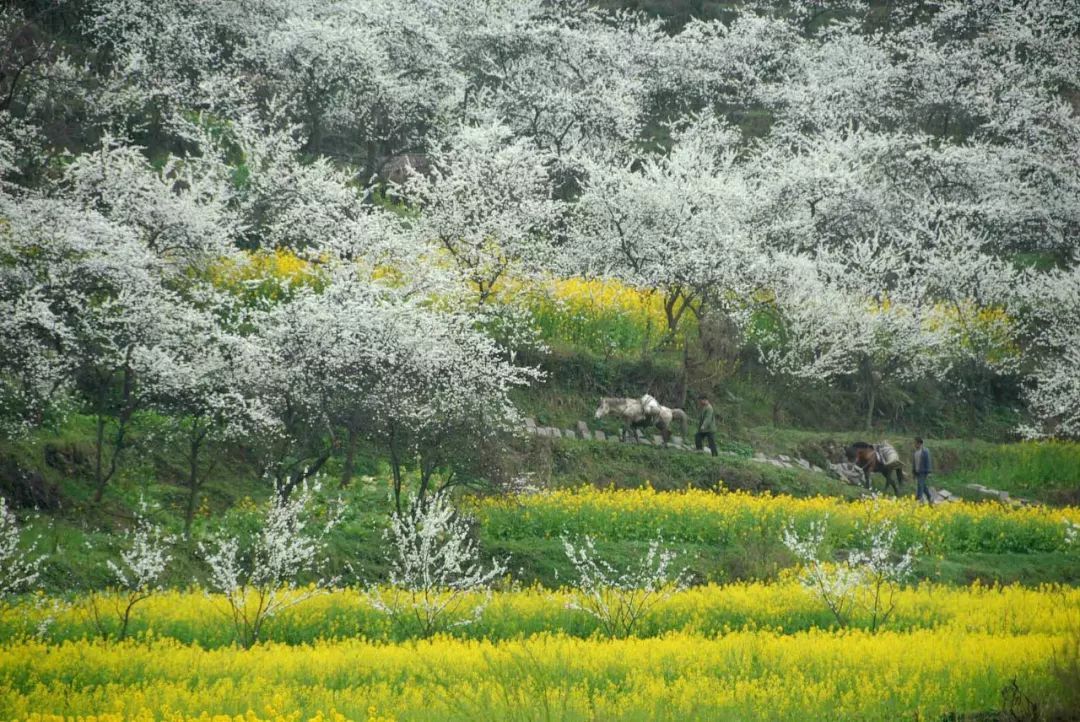 再过20天，中国将花开成海，错过再等一年