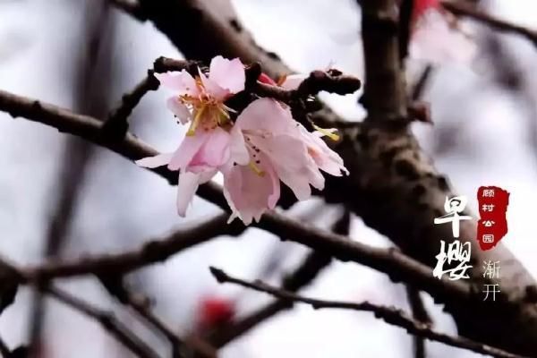 最美樱花季即将到来！沪上赏樱攻略在此