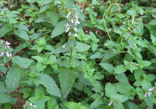 农村这种野草真稀罕，看起来像薄荷，但一挖下面还藏着“冬虫草”