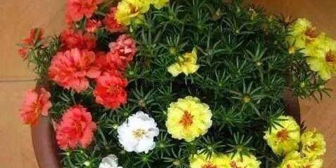  [漂亮]这花漂亮好养耐热，不用播种不用苗，掐几个枝条，随便就能种多盆